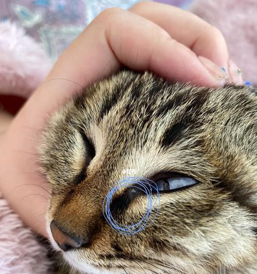 揭秘宠物猫为何会突然出现泪痕（探究泪痕产生的原因和对猫咪健康的影响）
