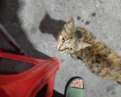 猫咪断尾的原因与预防方法（如何保护宠物猫的尾巴健康）