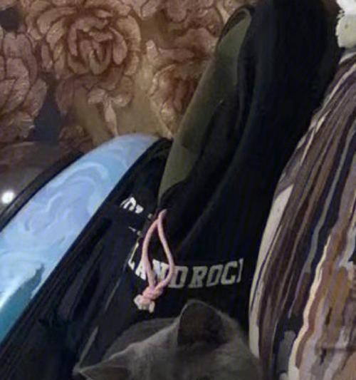 猫咪下崽时受惊吓，该如何保护？（宠物的生育繁衍是家长们关注的重点，如何避免惊吓成为了新的难题）