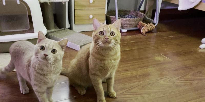 猫咪小狗的喘是什么原因？（探寻宠物喘的病因及解决方法）