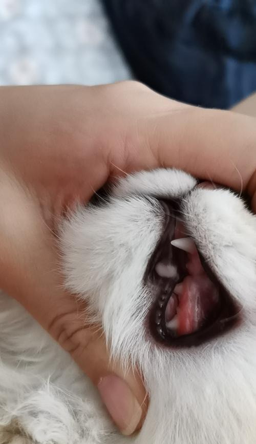 猫咪牙龈白色肿大的原因与治疗方法（关注猫咪口腔健康，预防口腔疾病）