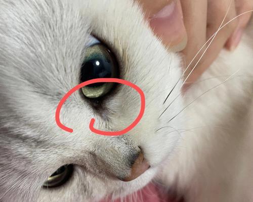 猫咪眼屎很重？教你如何处理！（宠物爱护技巧，轻松清理猫咪眼屎）