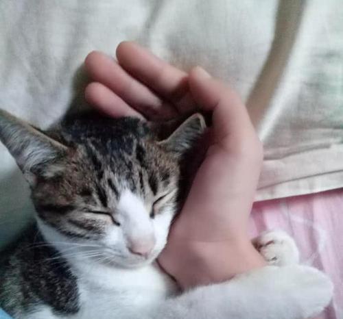 猫咪喉咙有痰怎么办？（针对猫咪喉咙有痰的原因、症状和治疗方法进行详细解析）