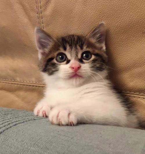 猫咪早上的呜呜叫是怎么回事？（探究宠物猫咪为什么会早上不停地叫）