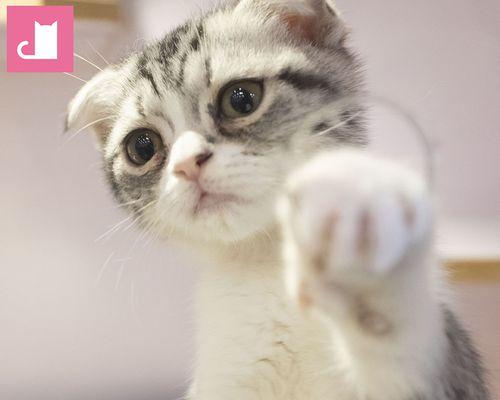 猫咪折耳是否一种缺陷？（以宠物为主的探讨）
