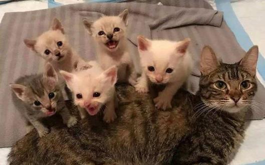 猫咪生产，关注母猫和宝宝的健康（宠物猫咪正常生产时间和注意事项）