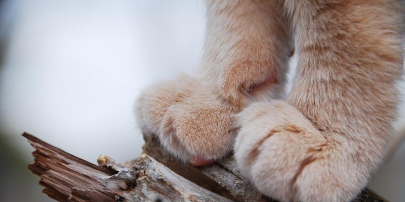 宠物猫咪的爪子肿了是怎么回事？（探究猫咪爪子肿的原因和治疗方法）