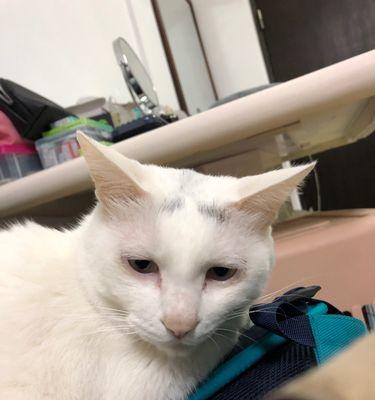 猫咪为什么总是舔嘴唇？——揭开宠物行为的谜团（探究猫咪舔嘴唇行为的原因及对宠物健康的影响）