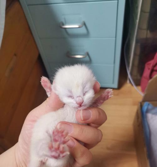 母猫生小猫后为什么会尿多？