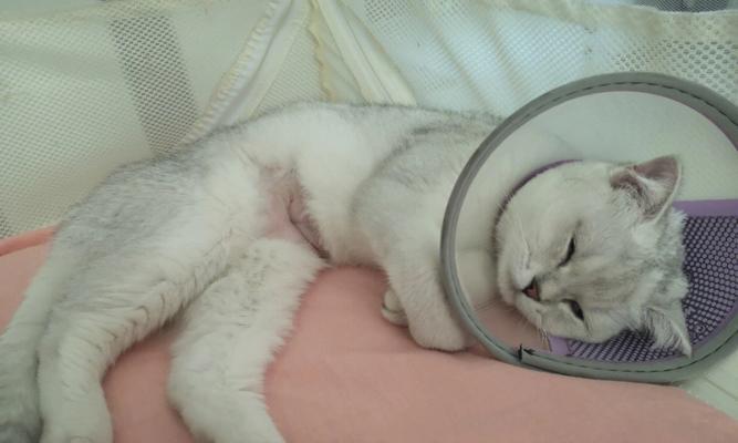 母猫生完小猫后的陪伴之道（探讨新生小猫的成长需求与母猫的角色定位，让宠物生活更健康）