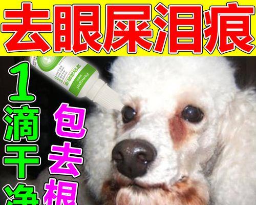 为什么泰迪小狗的眼睛里会长眼屎？（宠物主人必看，怎样预防泰迪小狗眼屎问题？）