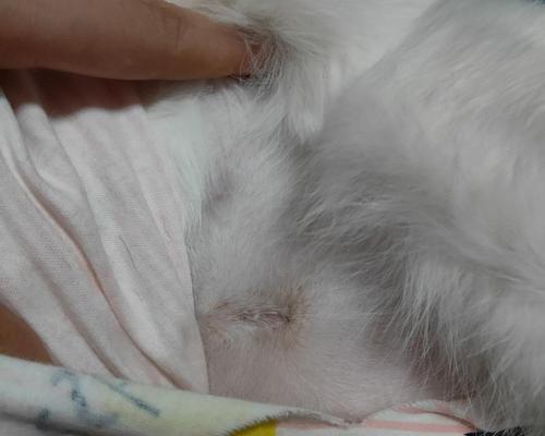 母猫节育半年后晚上又教了？！（母猫性行为的原因和处理方法）
