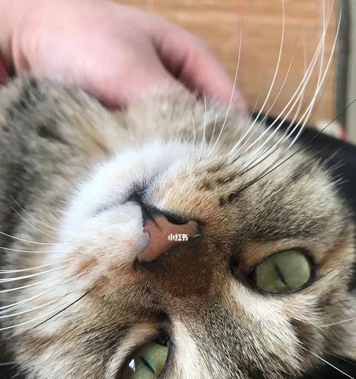 猫咪的犀利眼神（探究猫咪眼神的表达与含义）