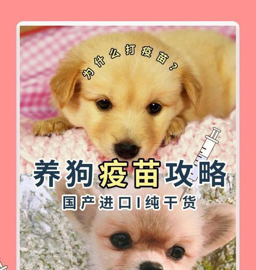 小狗副流感的症状、治疗和预防方法（你需要知道的宠物疾病知识）