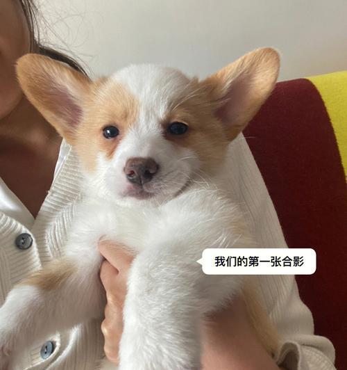 小狗叫个不停，原来是……（探寻小狗叫个不停的原因，如何处理？）