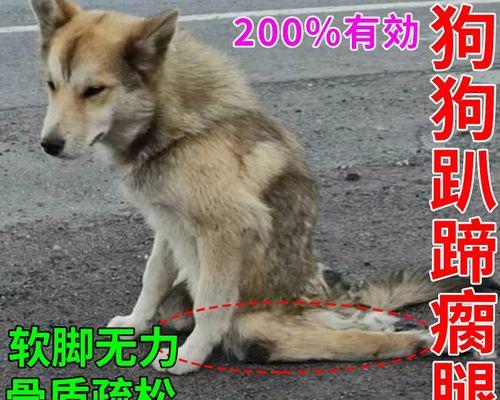 小狗前腿内翻瘸步是怎么回事？（如何预防和治疗小狗前腿内翻瘸步）