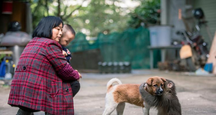 小狗晚上闹怎么办？探讨解决方法（以宠物为主，让小狗安静入眠）
