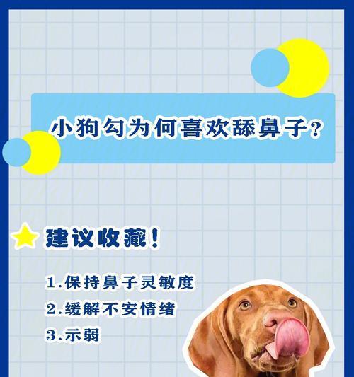 小狗为什么喜欢填地板和舔地板？（探究小狗喜欢填地板和舔地板的原因）