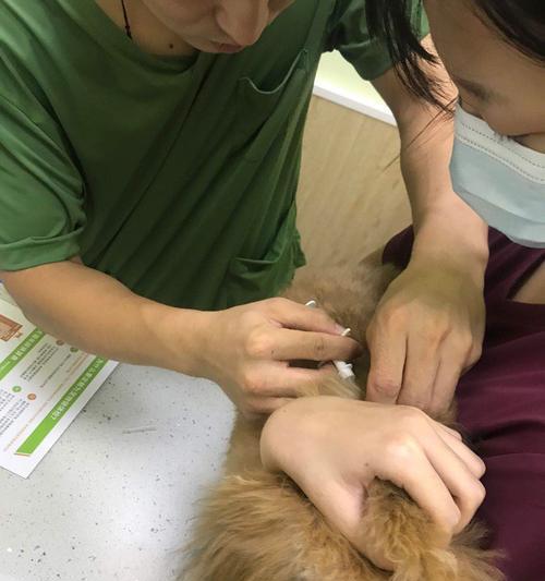 了解小狗芯片查询，保护你的宠物（如何利用小狗芯片查询，找回失踪的爱宠）