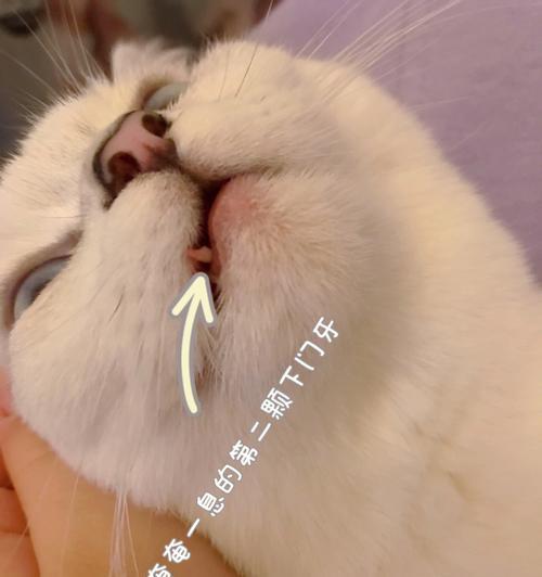 五个月大的小猫掉牙，你需要知道的一切（宠物护理的重要性及如何帮助小猫度过掉牙期）