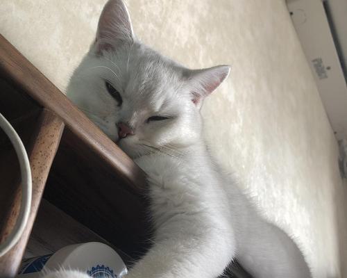 小猫多大开始洗脸？（揭秘小猫不爱洗脸的原因与解决方法）