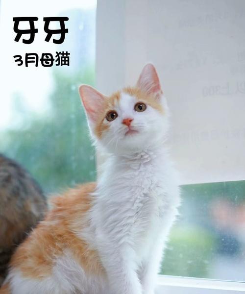 宠物小猫拒绝进食和喝奶的解决方法（如何帮助小猫克服进食困难和喝奶难题，让它健康成长）