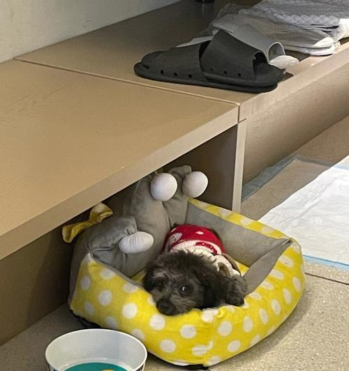 小猫乱拉屎怎么办？（宠物管理小技巧，以小猫为例）