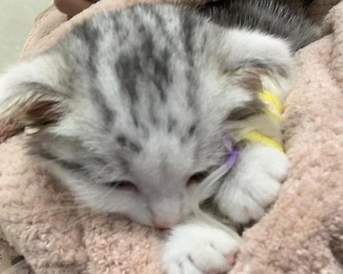 小猫猫瘟，如何预防和治疗？（了解猫瘟拉屎症状图片，保护宠物健康）