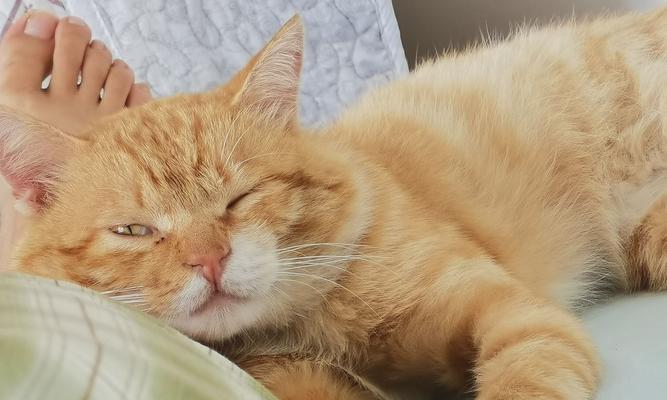 小猫趴人身上，睡得香甜（以宠物为主的舒适睡眠方式）
