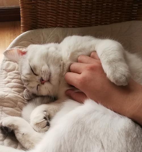 当爱宠成为夜里的烦恼——小猫仔的不安之声（如何让小猫仔安静入眠？）