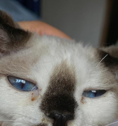 宠物小猫咪生眼屎怎么办（关注宠物健康，及时解决小猫咪的眼屎问题）