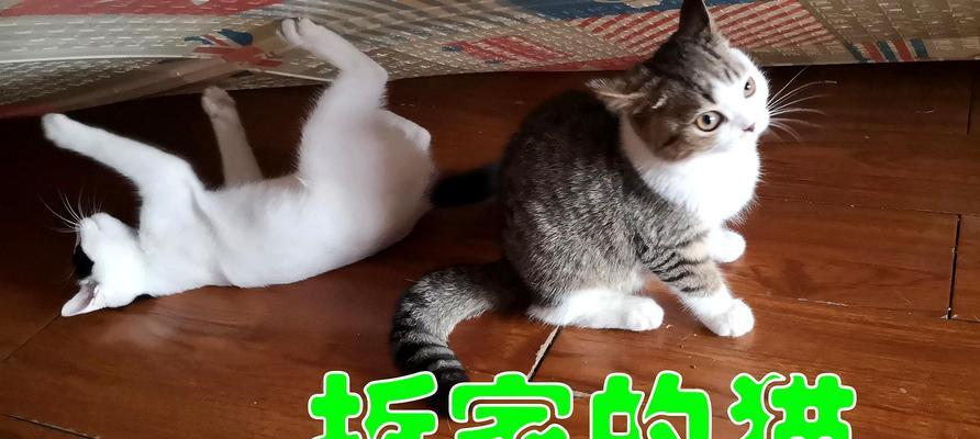 小猫咪尾巴尖的秘密（揭开宠物猫咪摇尾巴背后的真相）