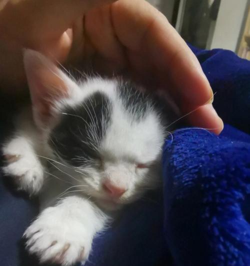 阳台拾获小猫的宠物生活之道