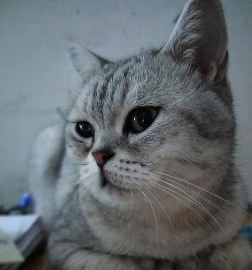 英短猫和美短猫的区别（探究宠物猫品种的差异及特点）