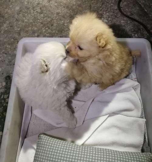 如何合理地为幼犬喂奶粉（宠物主人必知的幼犬奶粉喂养指南）