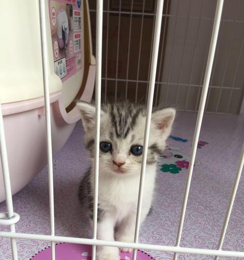 如何正确地赠送猫咪？（以爱之名，送出最好的礼物）