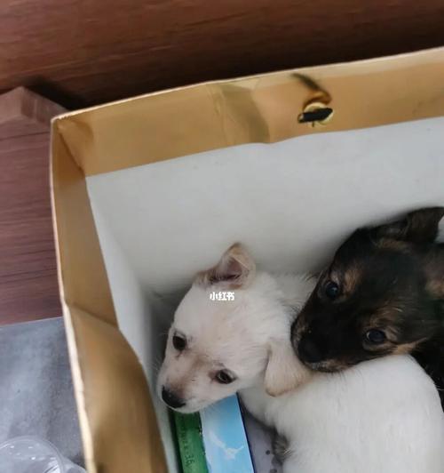 重庆万州免费领养狗狗，让流浪犬回家（万州狗狗救助站，收容所里的无家可归的小生命）