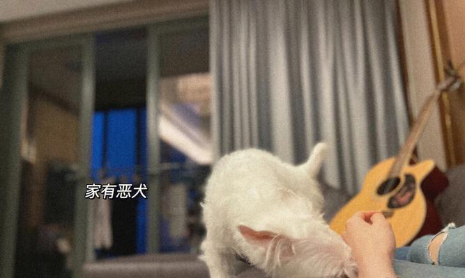 《耷耳犬聚会》（以耷字描述狗狗，全场高呼“汪汪叫”）