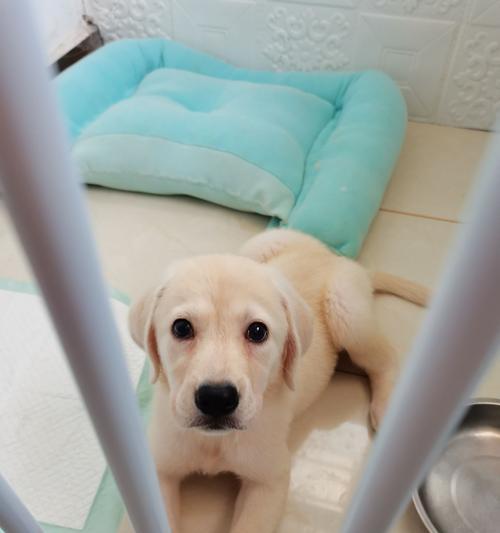 如何科学喂养2个半月拉布拉多幼犬（以狗粮为主，宠物健康有保障）