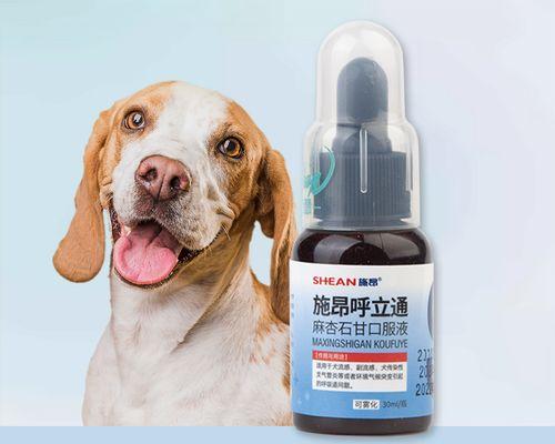 宠物狗感冒咳嗽打喷嚏应对方法