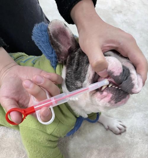 狗狗早上为何会咳嗽？（探究狗狗咳嗽的原因和预防方法）