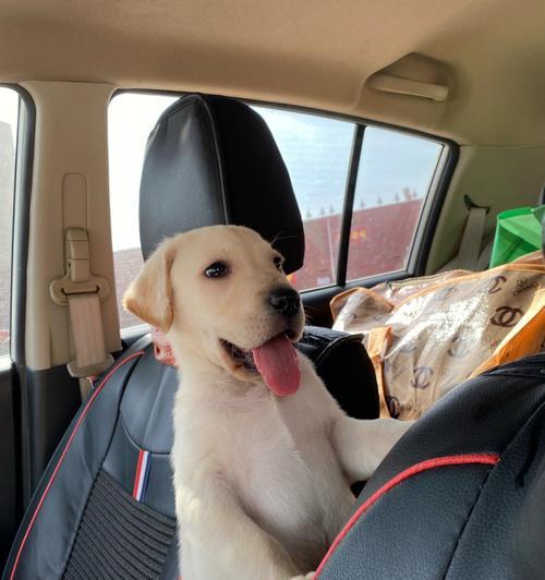 两个月大拉布拉多幼犬吃什么药好？（为你的宠物选择最合适的药物）