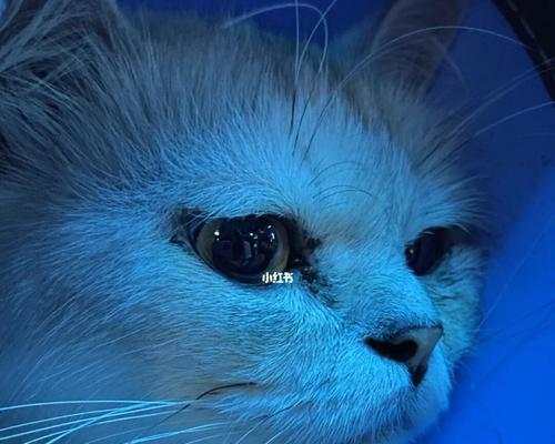 宠物猫眼睛发红肿，如何治疗？（药物治疗是最佳选择，但需注意用药安全。）