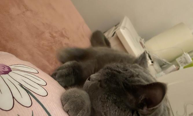 猫咪的睡姿与主人关系（睡在主人枕头上，是爱还是占有欲？）