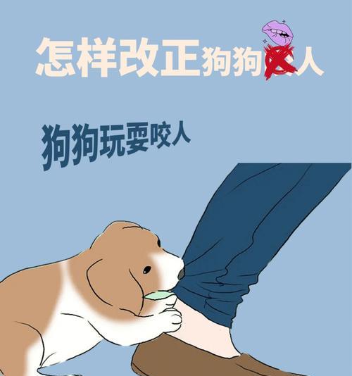 为什么碰狗狗尾巴会导致咬人？（探究狗狗咬人的原因及如何避免）