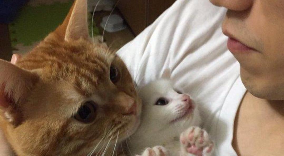 小猫为什么喜欢舔手在摸头？（探究宠物猫喜欢舔主人手和摸头的原因）