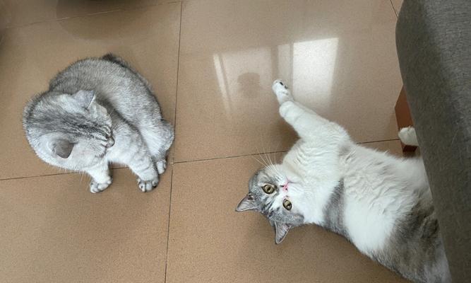 小猫打架如何避免伤害？（以宠物为主，两小猫打架会打伤吗？）
