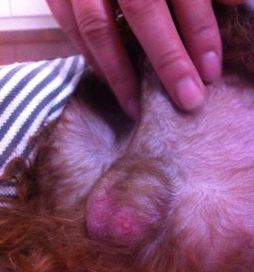 如何预防狗狗易得的8种疾病（保护宠物健康，从预防疾病开始）