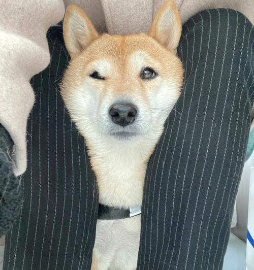 柴犬与豆柴犬的体重成长及饲养技巧