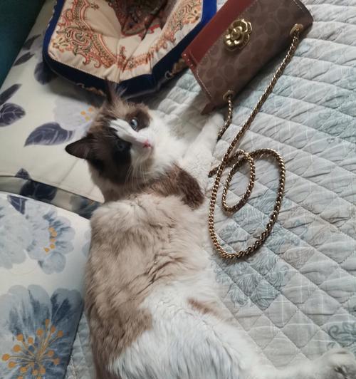 雌性猫咪与雄性猫咪的区别（从宠物的特征和行为角度来看）